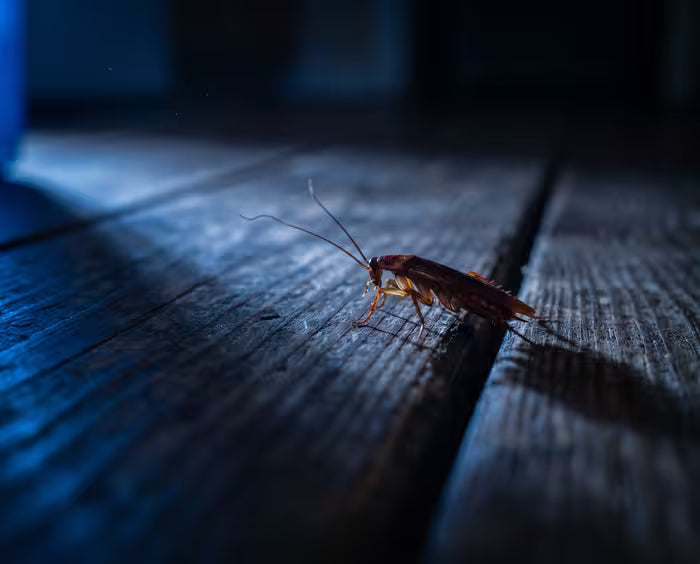 Pests disrupted, scattering