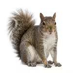 Squirrels