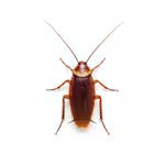 Roaches