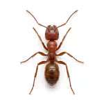 Ants