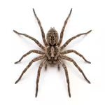 Spiders