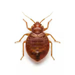 Bed bugs