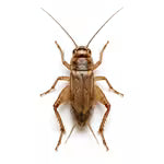 Crickets