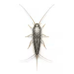 Silverfish