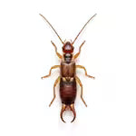 Earwigs