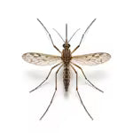 Mosquitoes