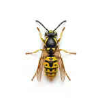Bees