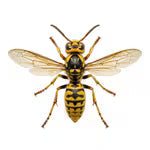 Hornets