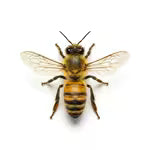 Wasps