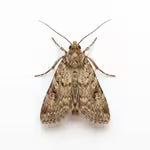 Moths