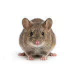 Mice