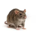 Rats